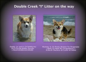 welsh corgi cuccioli