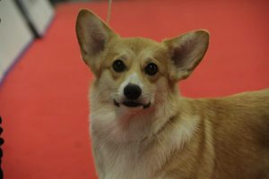 Welsh Corgi