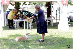 welsh corgi pembroke