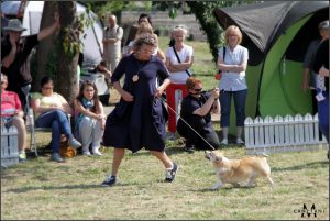 welsh corgi pembroke