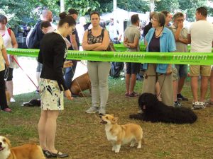 Welsh corgi pembroke, Cac vicenza, Double Creek