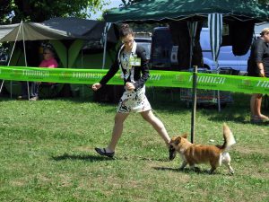 welsh corgi pembroke, cac vicenza