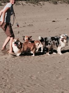 welsh corgi pembroke