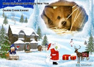 Welsh Corgi Pembroke, Australian Shepherd