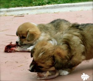 welsh corgi puppies, cuccioli corgi, dieta barf, barf diet, dieta raw, raw diet, alimentazione naturale