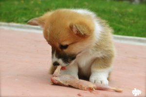 welsh corgi puppies, cuccioli corgi, dieta barf, barf diet, dieta raw, raw diet, alimentazione naturale