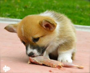 welsh corgi puppies, cuccioli corgi, dieta barf, barf diet, dieta raw, raw diet, alimentazione naturale