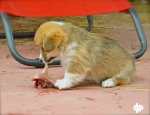 welsh corgi puppies, cuccioli corgi, dieta barf, barf diet, dieta raw, raw diet, alimentazione naturale