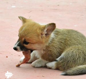 welsh corgi puppies, cuccioli corgi, dieta barf, barf diet, dieta raw, raw diet, alimentazione naturale