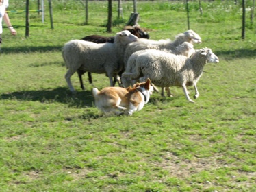 Sheep Dog 9