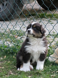 corso primo soccorso cani