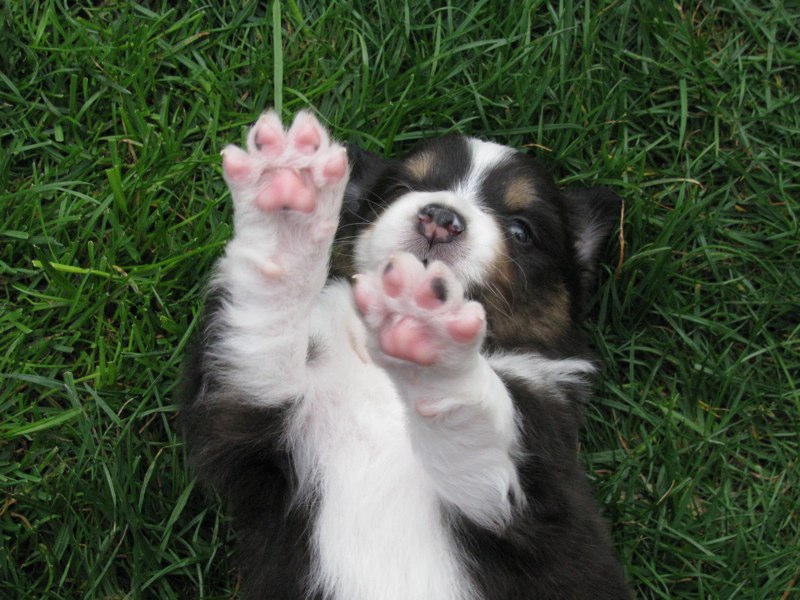 Cuccioli australian shepherd 13