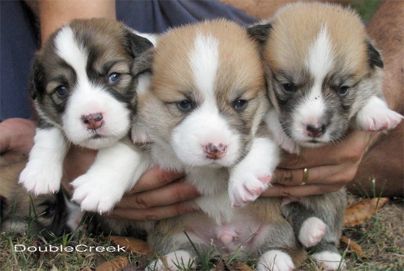 cucciolata d Welsh Corgi Pembroke double creek 3