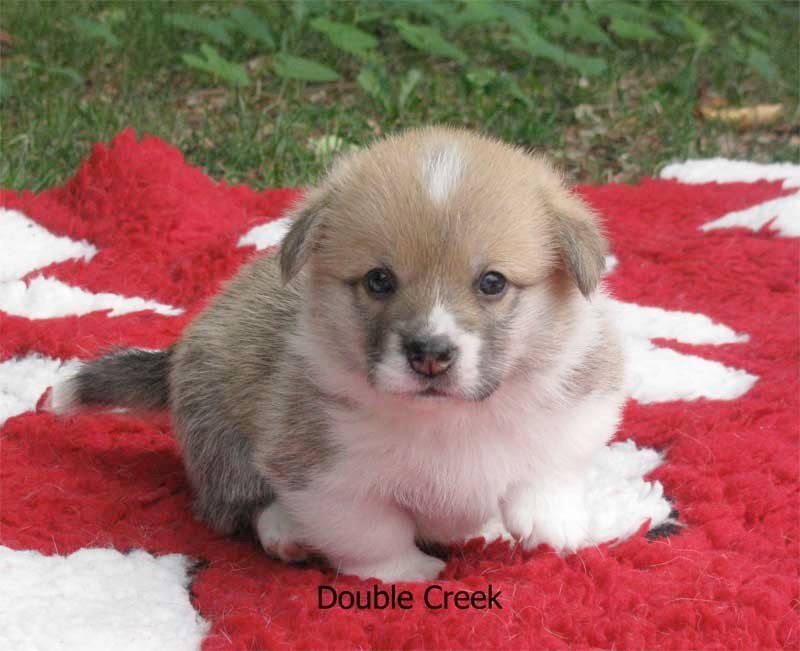 cucciolata e Welsh Corgi Pembroke double creek 3