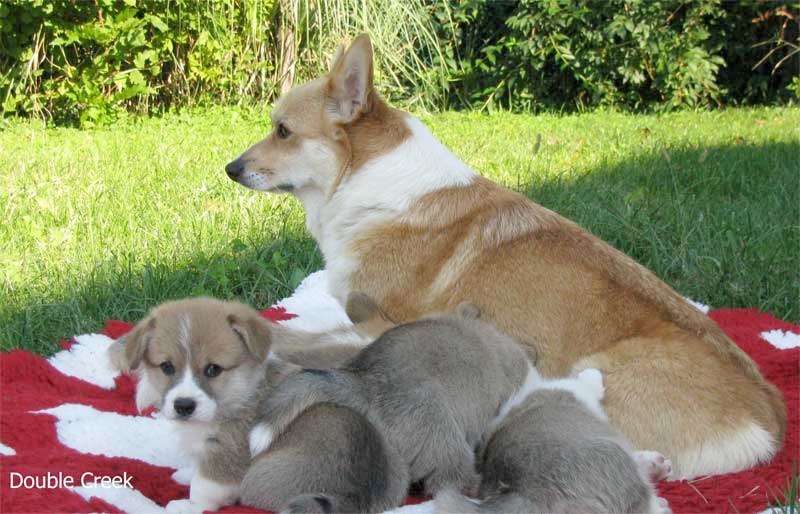 cucciolata e Welsh Corgi Pembroke double creek 9