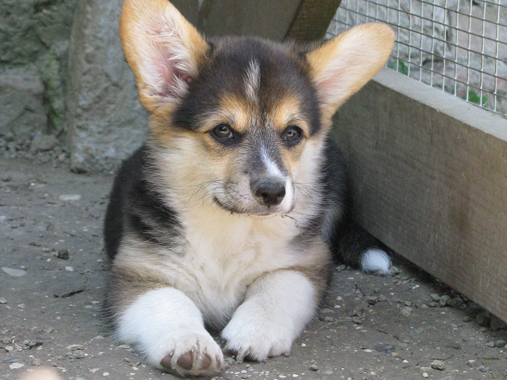 cucciolata f Welsh Corgi Pembroke double creek 10