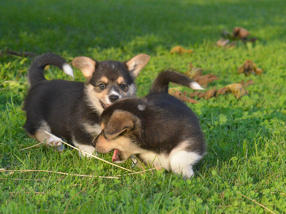 cucciolata h Welsh Corgi Pembroke double creek 1