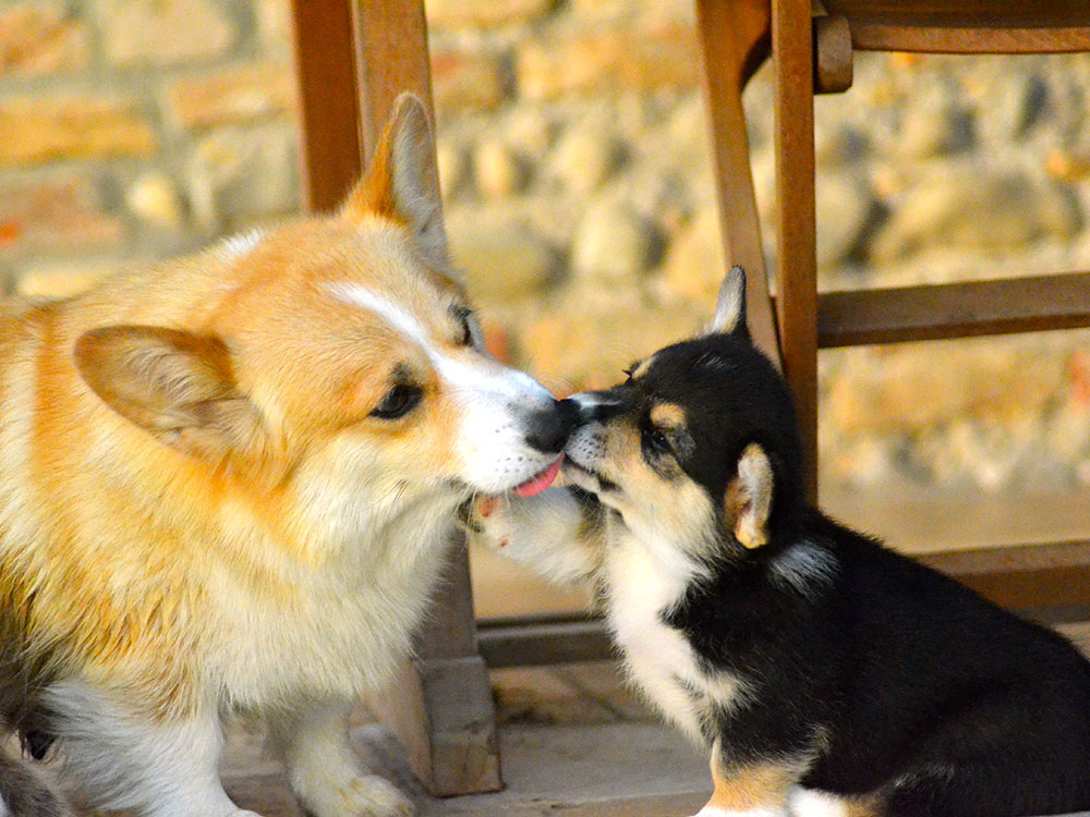 cucciolata h Welsh Corgi Pembroke double creek 9