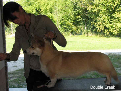 esposizione corgi