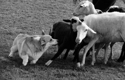 welsh corgi pembroke, sheepdog