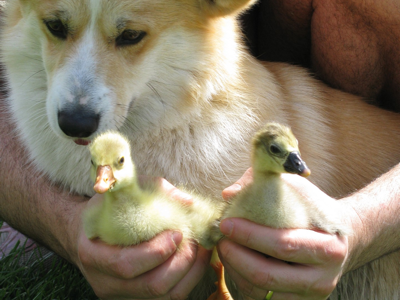 animali allevamento double creek