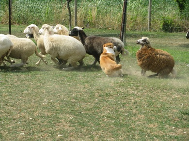 Sheep Dog 5