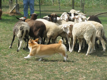 Sheep Dog 2