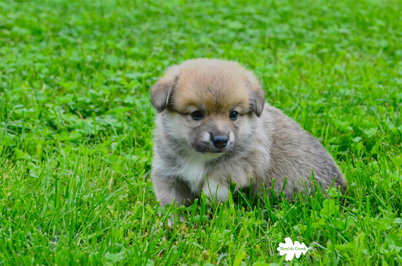 cuccioli welsh corgi pembroke. pembroke puppies