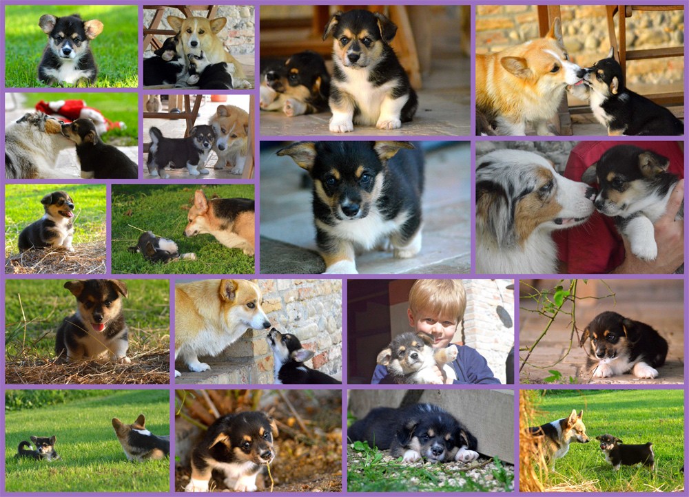 welsh corgi pembroke, cuccioli welsh corgi