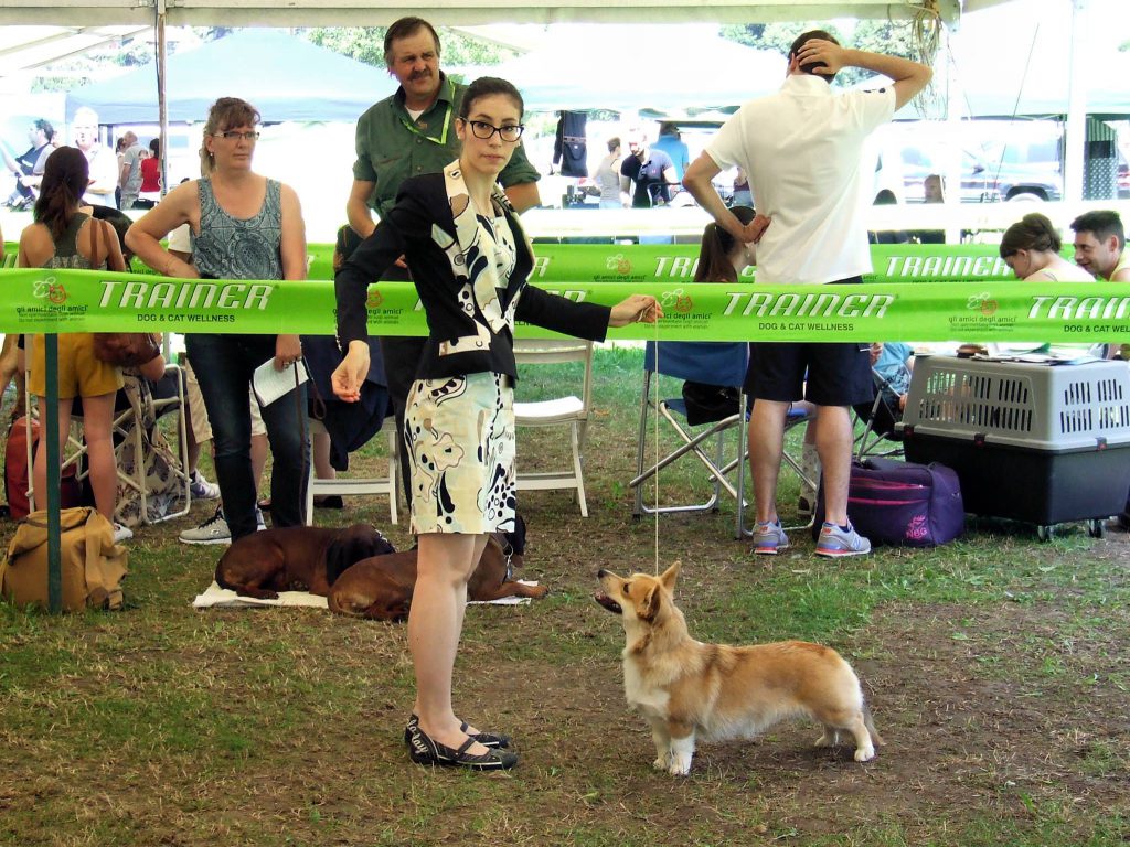 welsh corgi pembroke, welsh corgi,