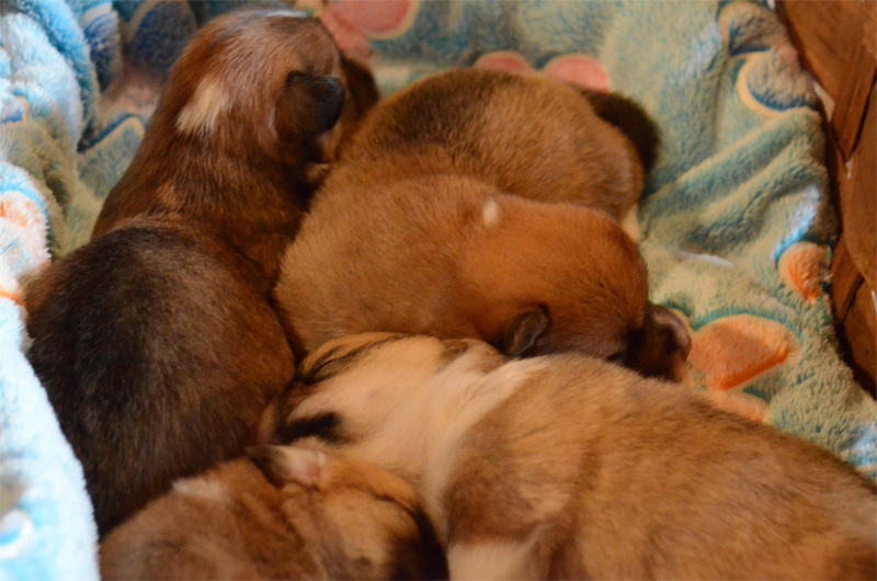 cuccioli welsh corgi pembroke, welsh corgi pembroke puppies, corgi puppies