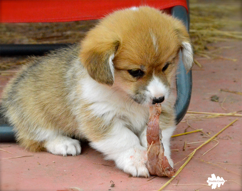 welsh corgi puppies, cuccioli corgi, dieta barf, barf diet, dieta raw, raw diet, alimentazione naturale