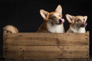 Corgi puppies, Double Creek, Paul Croes, Welsh corgi pembroke puppies, Corgi cuccioli