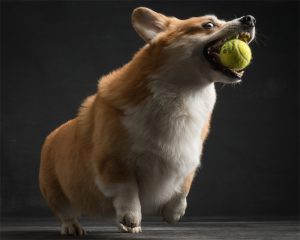 Corgi puppies, Double Creek, Paul Croes, Welsh corgi pembroke puppies