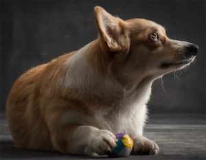 Corgi puppies, Double Creek, Paul Croes, Welsh corgi pembroke puppies