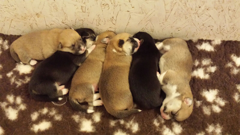 cuccioli welsh corgi pembroke