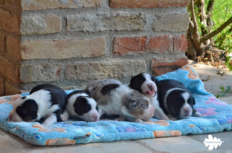 cuccioli australian shephed, australian shepherd puppies