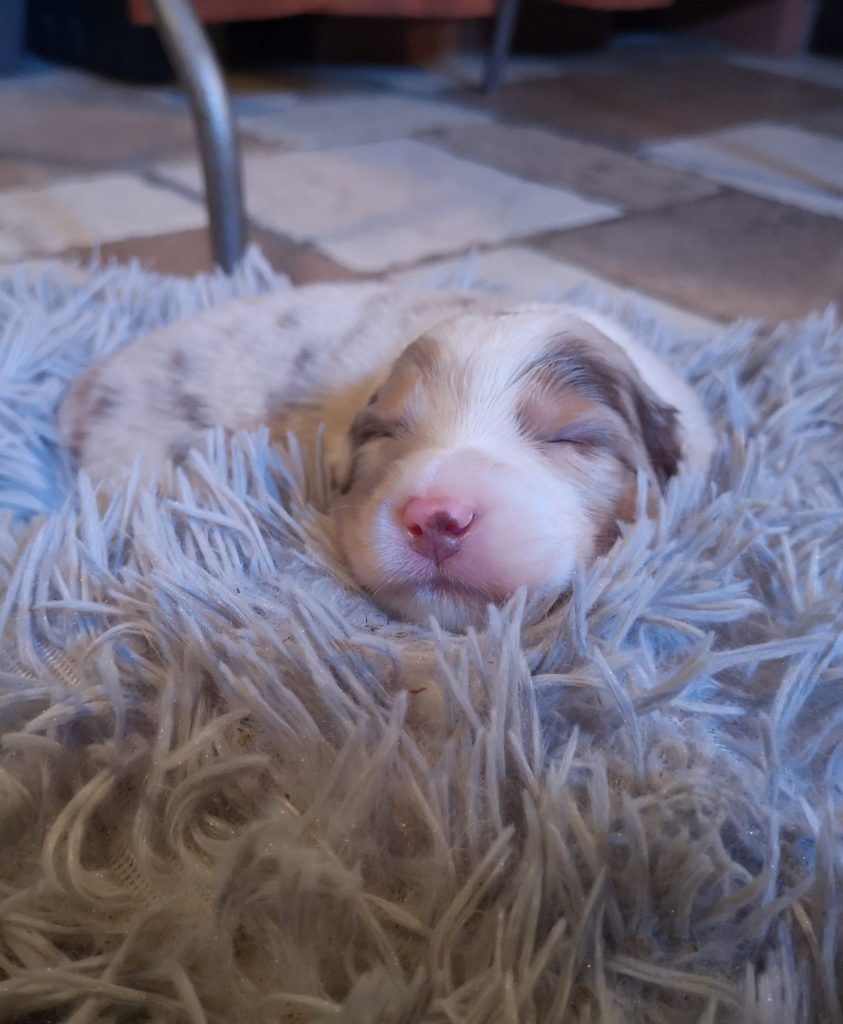 cuccioli australian shepherd Double Creek aussie