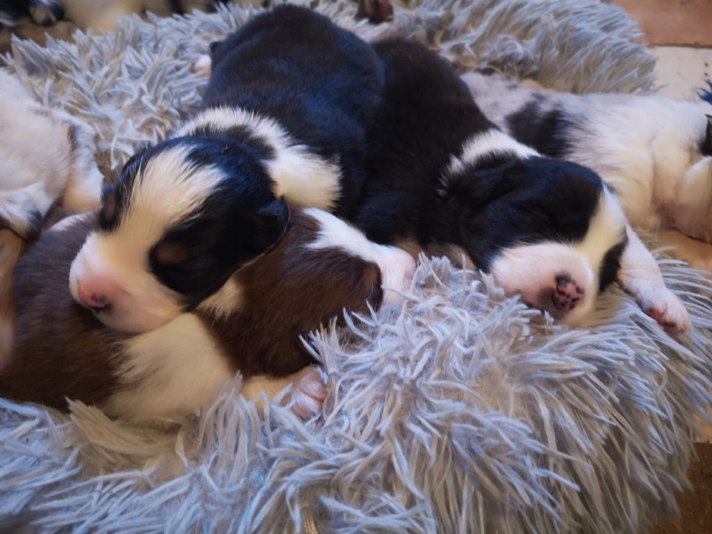 cuccioli australian shepherd Double Creek aussie