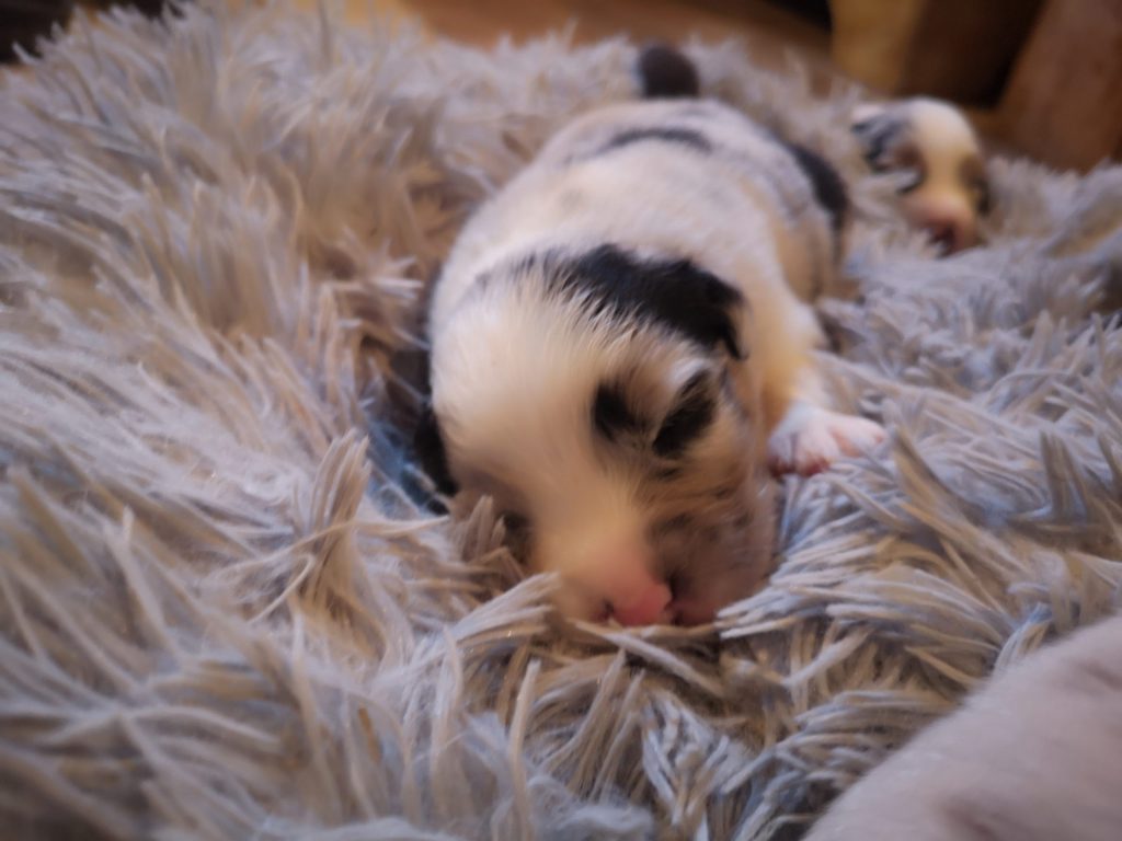cuccioli australian shepherd Double Creek aussie