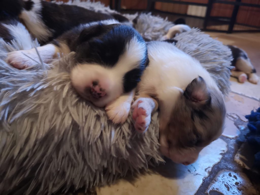 cuccioli australian shepherd Double Creek aussie
