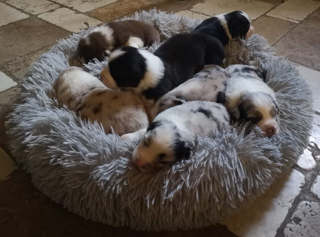 cuccioli australian shepherd