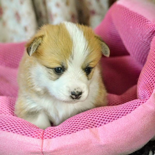 Cuccioli Corgi, Corgi Puppies, Double Creek Corgi