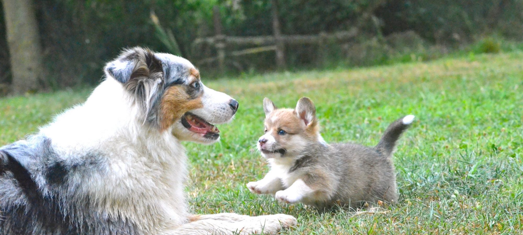 Welsh corgi pembroke