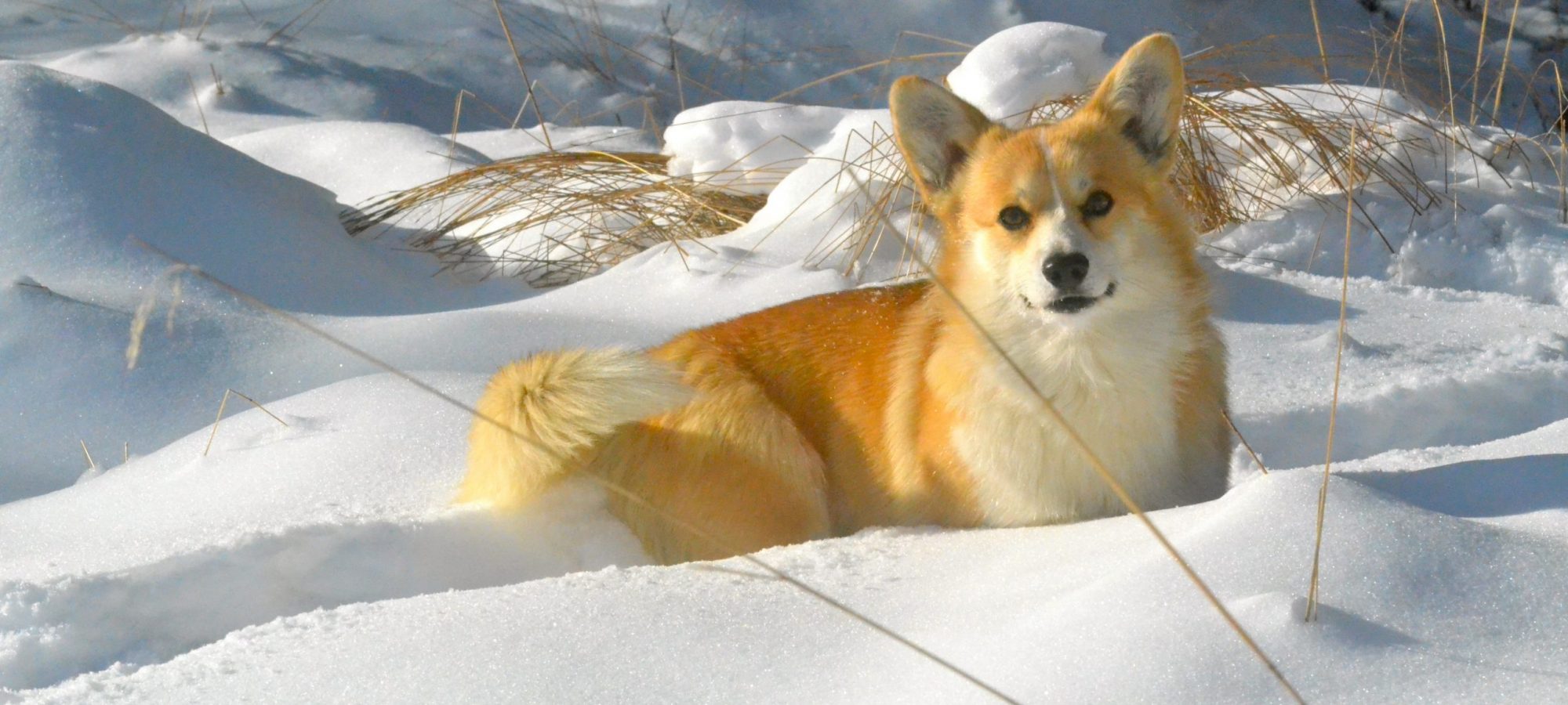 Welsh Corgi Pembroke