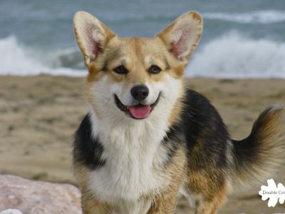 Welsh-Corgi-Pembroke-lulla-3