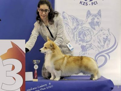 welsh corgi pembroke double creek win, welsh corgi permbroke, puppy corgi